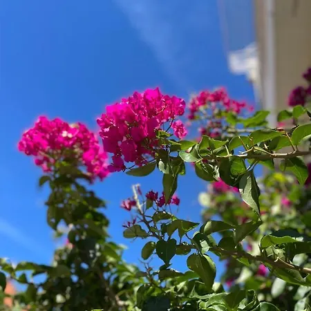 Апартаменты Katic *