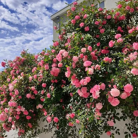 Katic Апартаменты *